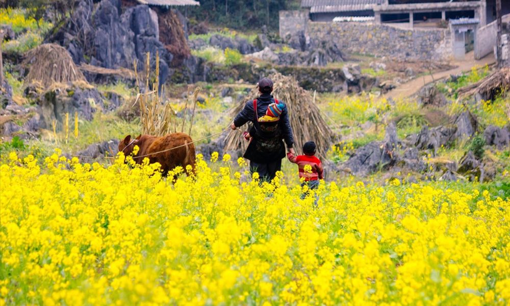 ha-giang-canola-flowers-and-highland-festivals